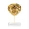 The Mask of King Agamemnon, 24K Gold-plated Copper mounted on an acrylic base.